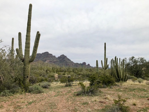 Organ Pipe Cactus National Monument