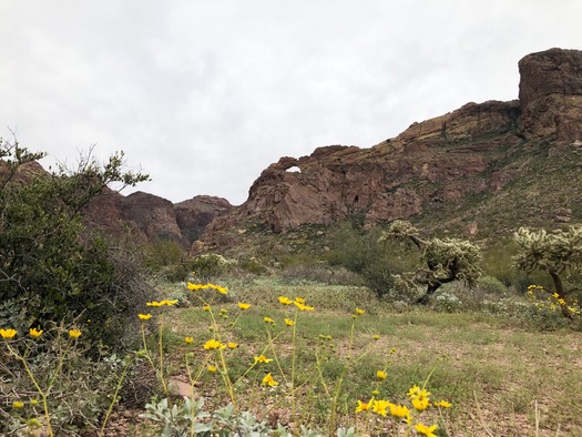 Organ Pipe Cactus National Monument