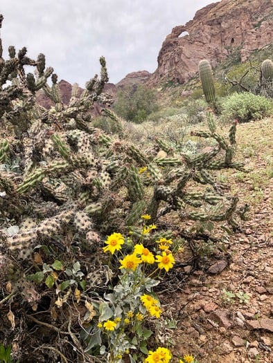 Organ Pipe Cactus National Monument