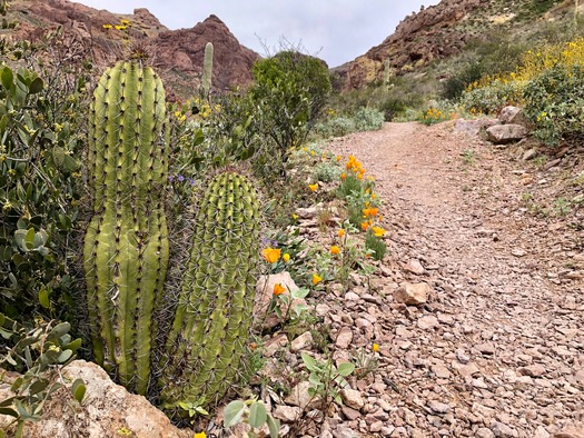 Organ Pipe Cactus National Monument