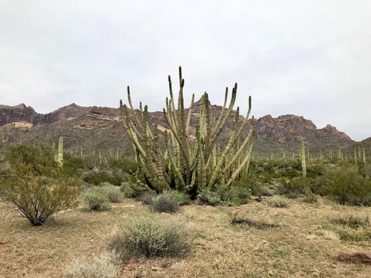 Organ Pipe Cactus National Monument