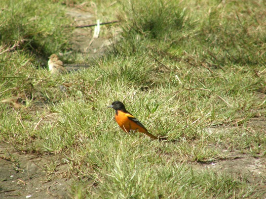 migratory song birds