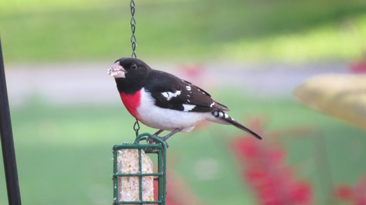 Rose Breasted Grosbeak - migratory song birds