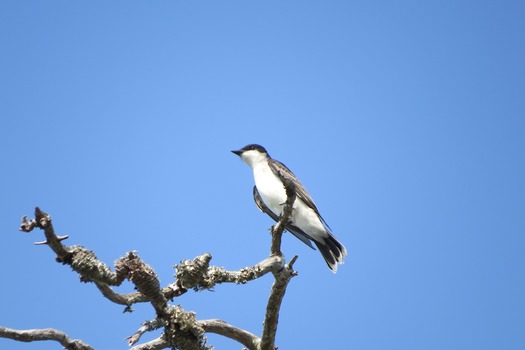 migratory song birds