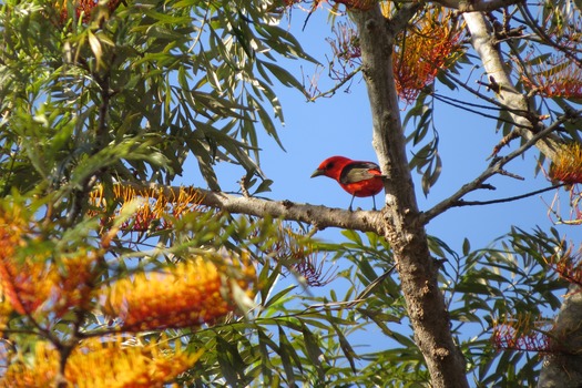 migratory song birds