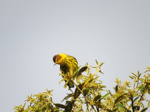migratory song birds