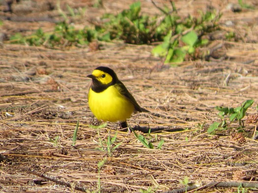 migratory song birds