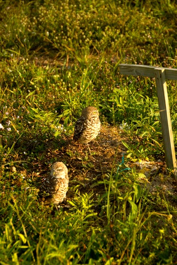 Burrowing owls next to man-made perch