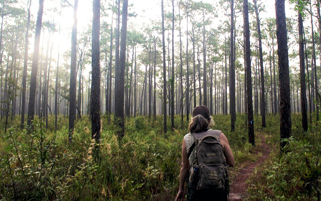 Withlacoochee State Forest