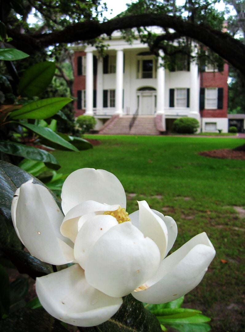 southern-magnolia-may-13-2015_18536062321_o