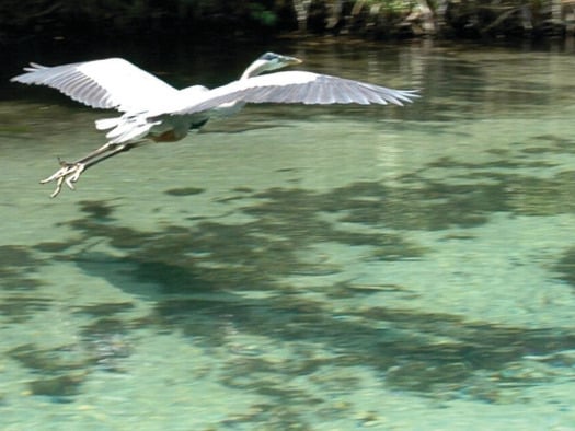 Egret flying, Weeki Wachee River