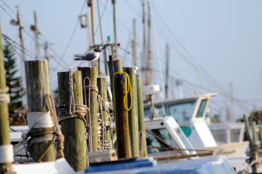 Boats in dock, Hernando Beach