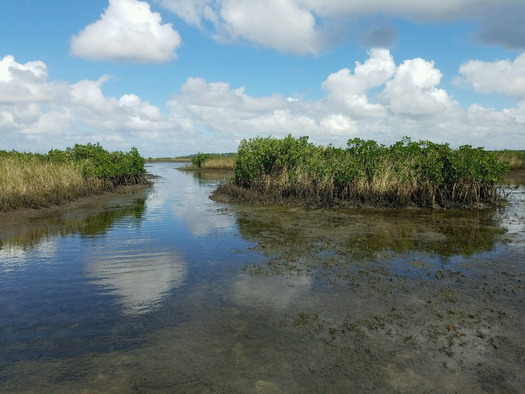 Saltmarsh Coastal Estuary, Hernando Beach