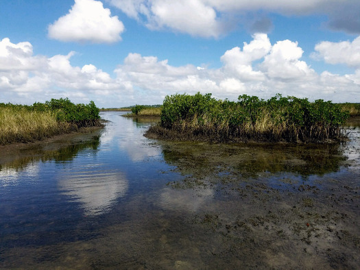 Saltmarsh Coastal Estuary, Hernando Beach