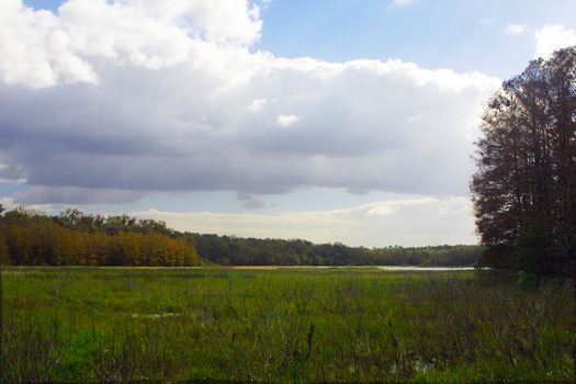 Mays Prairie, Chinsegut Conservation Center, Brooksville