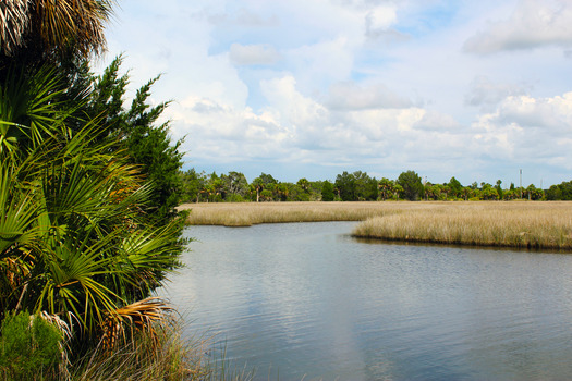 Coastal Saltmarsh, Bayport