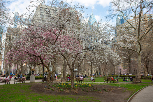 Cherry Blossoms, Rittenhouse Square