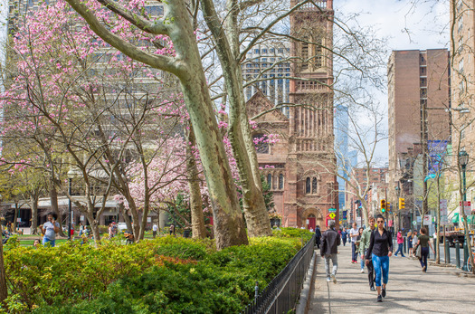 Cherry Blossoms, Rittenhouse Square