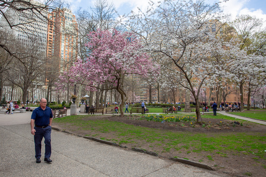 Cherry Blossoms, Rittenhouse Square