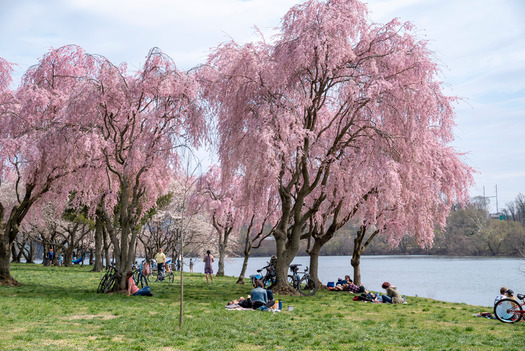 Cherry Blossoms, Kelly Drive