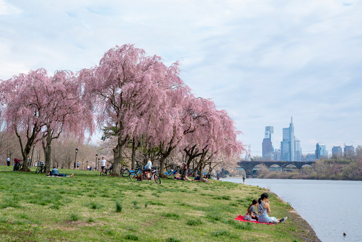 Cherry Blossoms, Kelly Drive