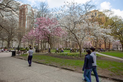 Cherry Blossoms, Rittenhouse Square