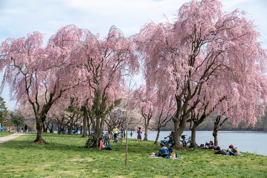 Cherry Blossoms, Kelly Drive