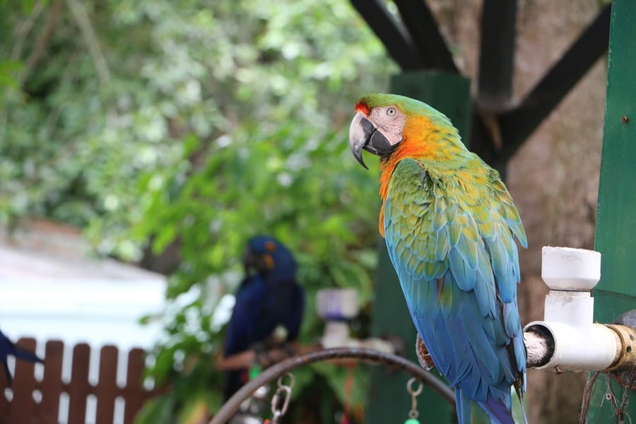 Sarasota Jungle Gardens