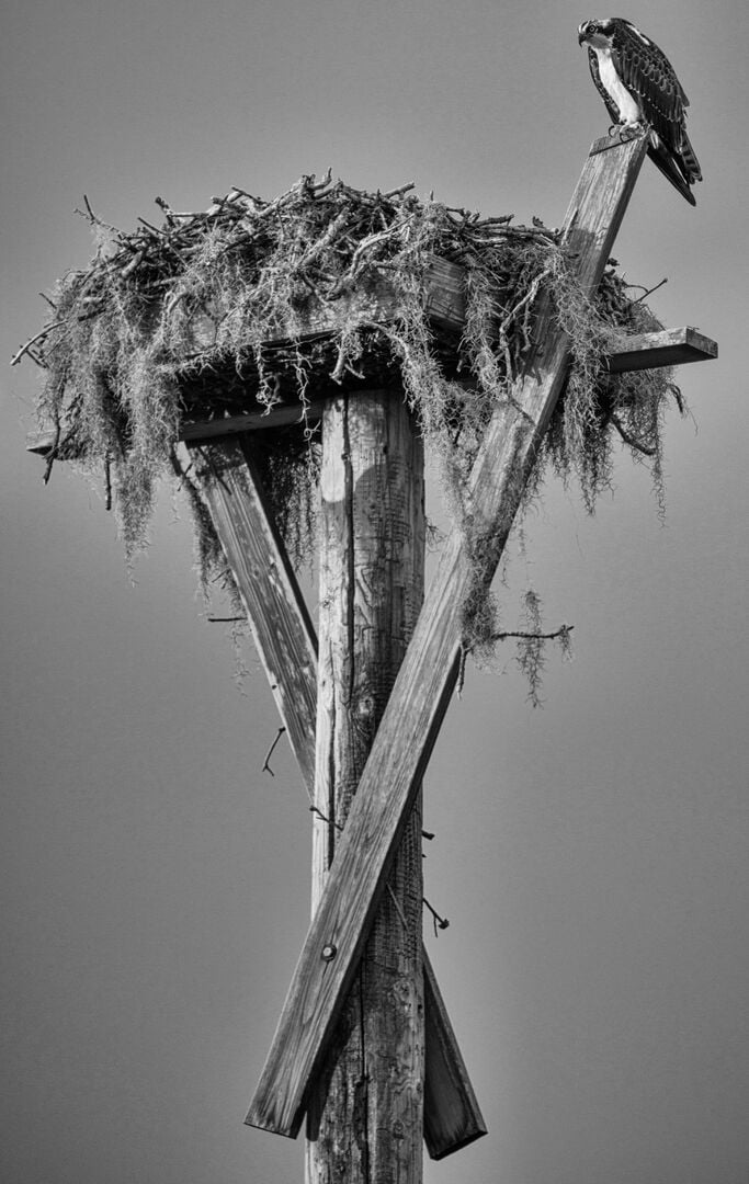 Osprey On Perch