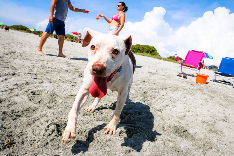 Brohard Beach Paw Park