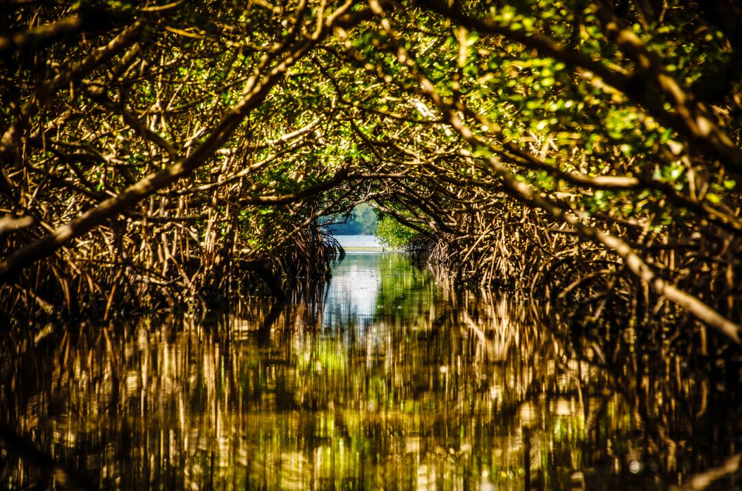 Robinson Preserve Mangrove Tunnel