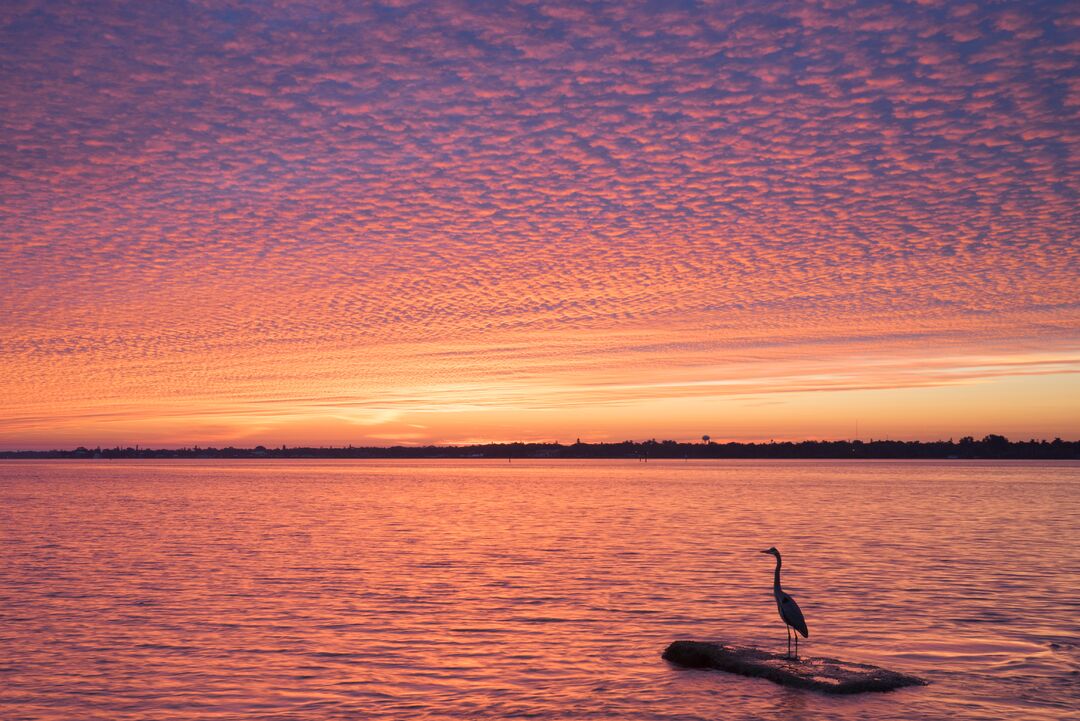 Bird by Water During Sunrise