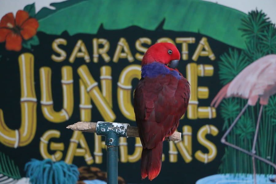 Sarasota Jungle Gardens