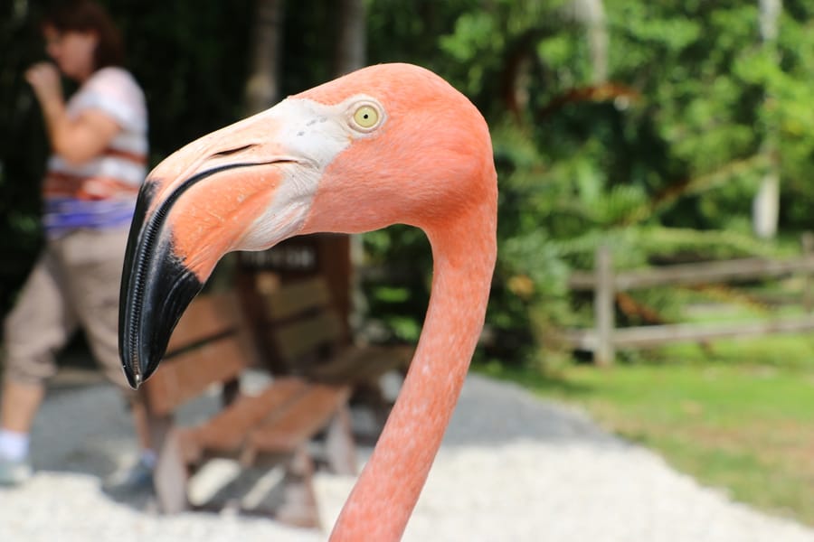 Sarasota Jungle Gardens