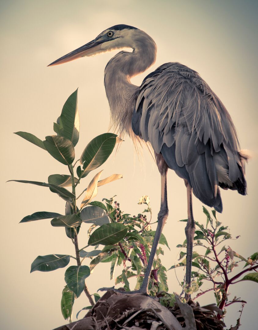 Heron