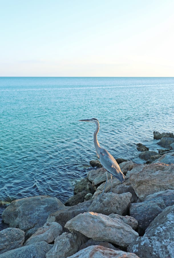 Venice Jetty