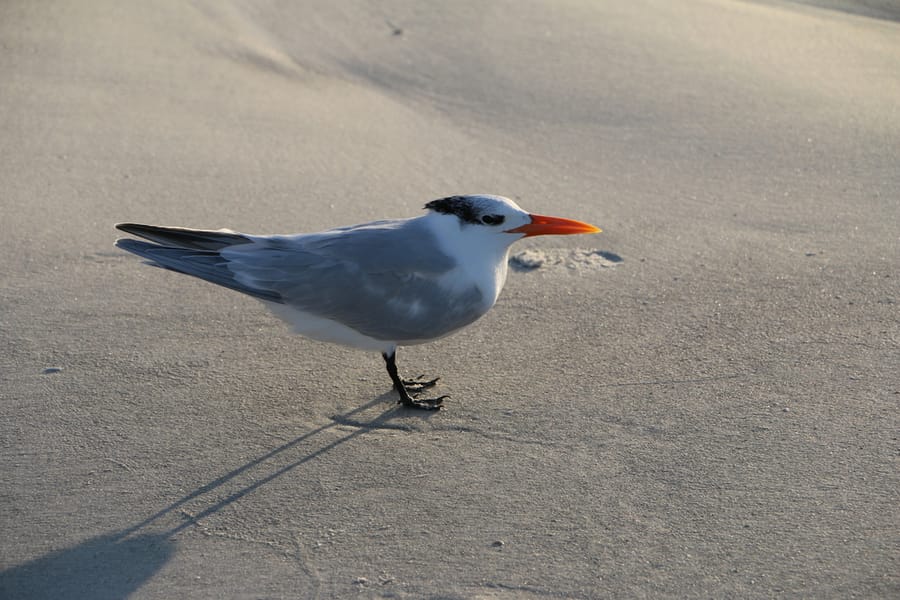 Siesta Key Beach