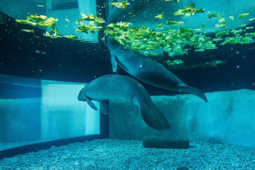 Manatees at the Bishop Museum of Science and Nature