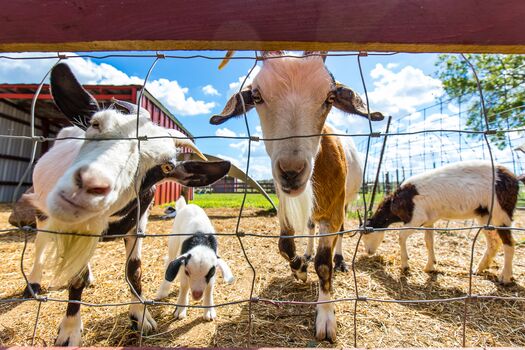 Hunsader Farms