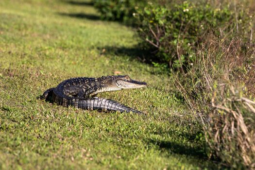 Aligator