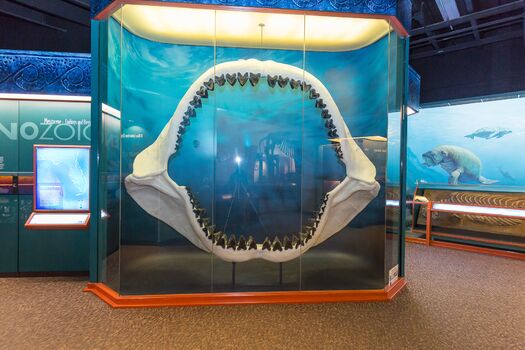 Megalodon at The Bishop Museum of Science and Nature