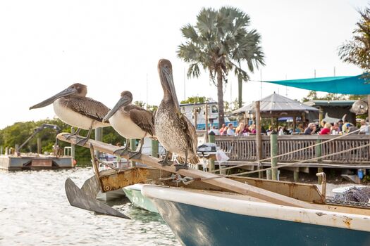 Pelicans at Cortez Fishing Village