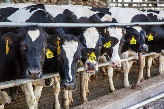 Dakin Dairy Farm