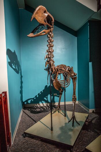 The Bishop Museum of Science and Nature