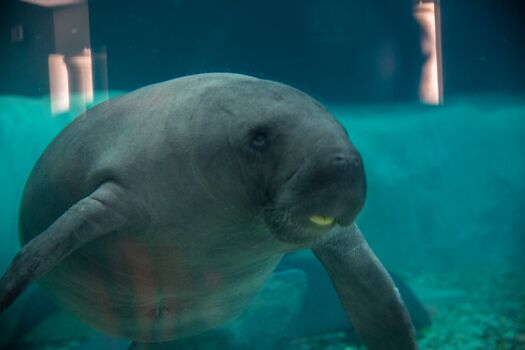 Manatee at the Bishop Museum of Science and Nature