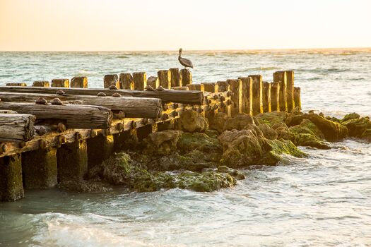 Pelican at Coquina Beach's Pier
