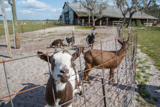 Dakin Dairy Farm