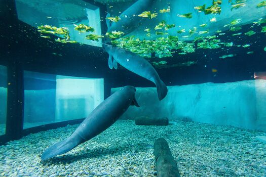 Manatees at the Bishop Museum of Science and Nature