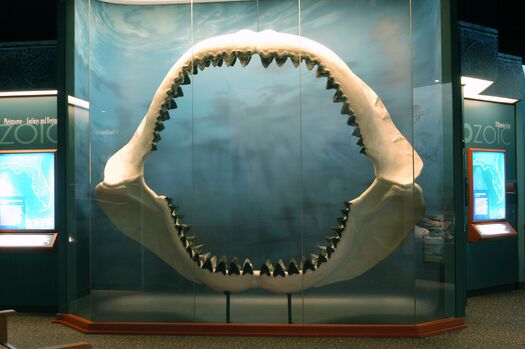 Megalodon at The Bishop Museum of Science and Nature