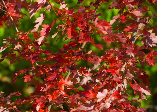 PoncaSP_FallFoliage_409